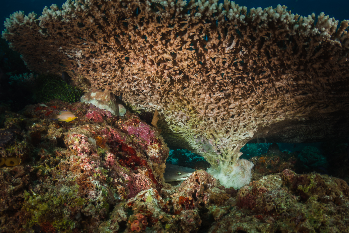 Как спят акулы...