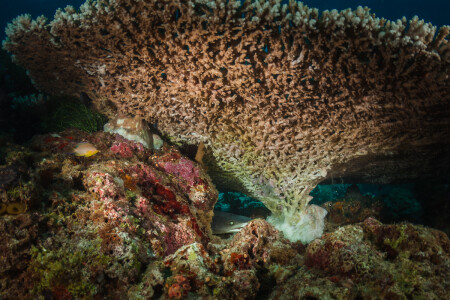 Как спят акулы...