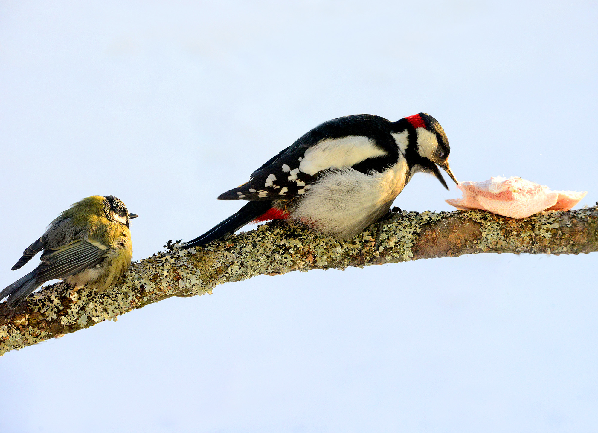 Не хохлы, но сало любим.