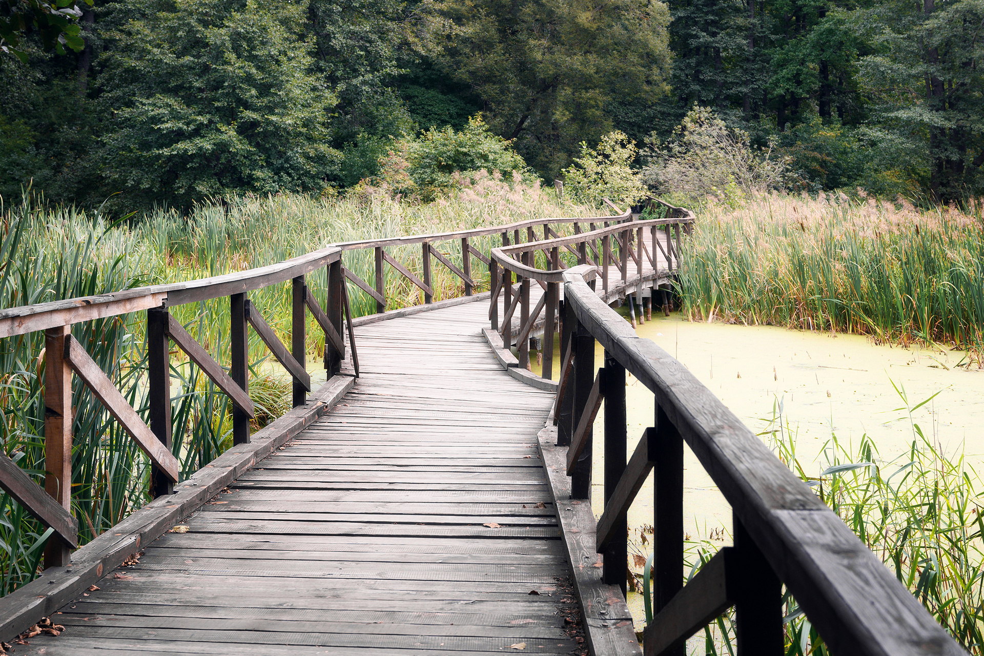 По дорожке заповедной