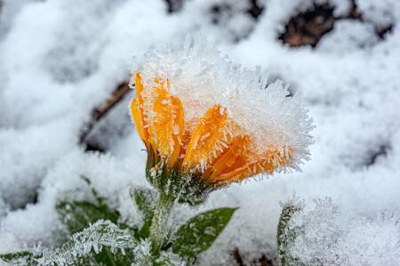 Первый снег.