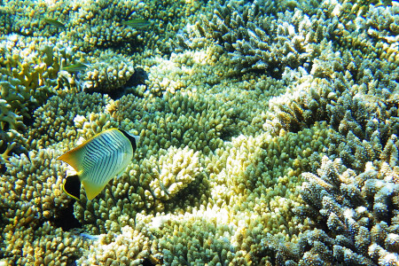 На опушке леса