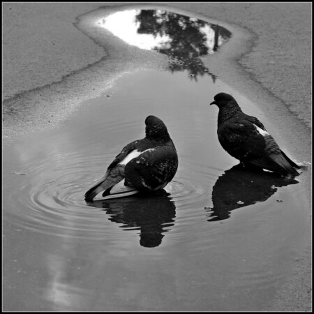 даже когда я фоткал голубя - он моргнул