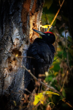 Чёрный дятел (Желна)