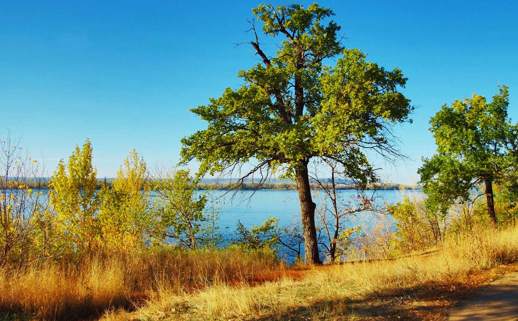 Дерево над обрывом к Волге