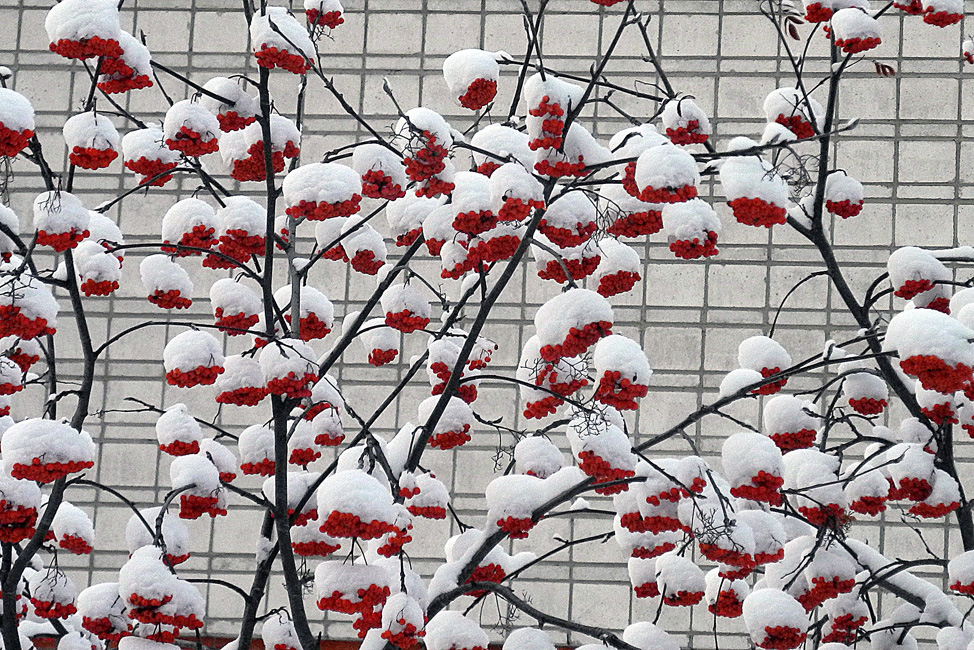 Зимний натюрморт.