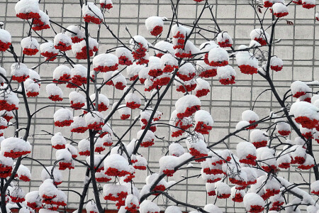 Зимний натюрморт.