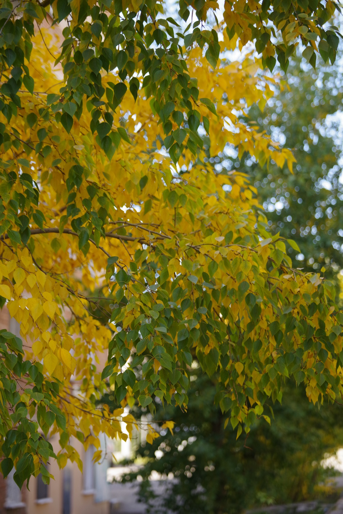 Противостояние