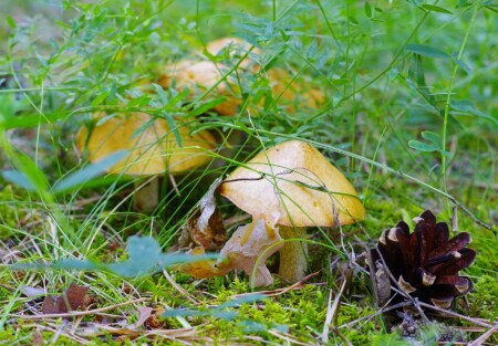 Притаились