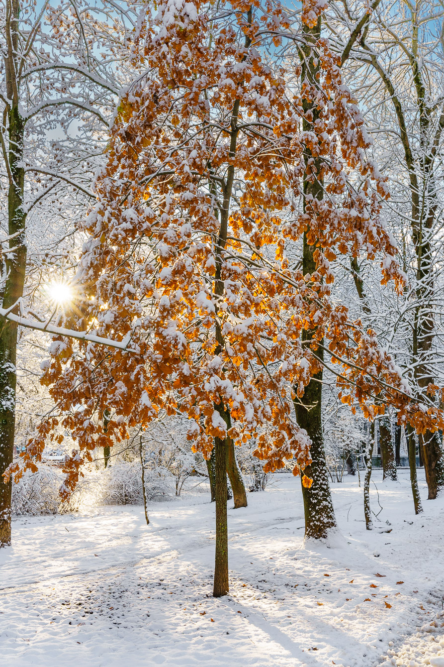 Первый снег