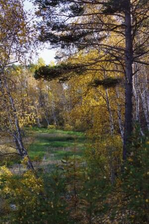 И снова осень