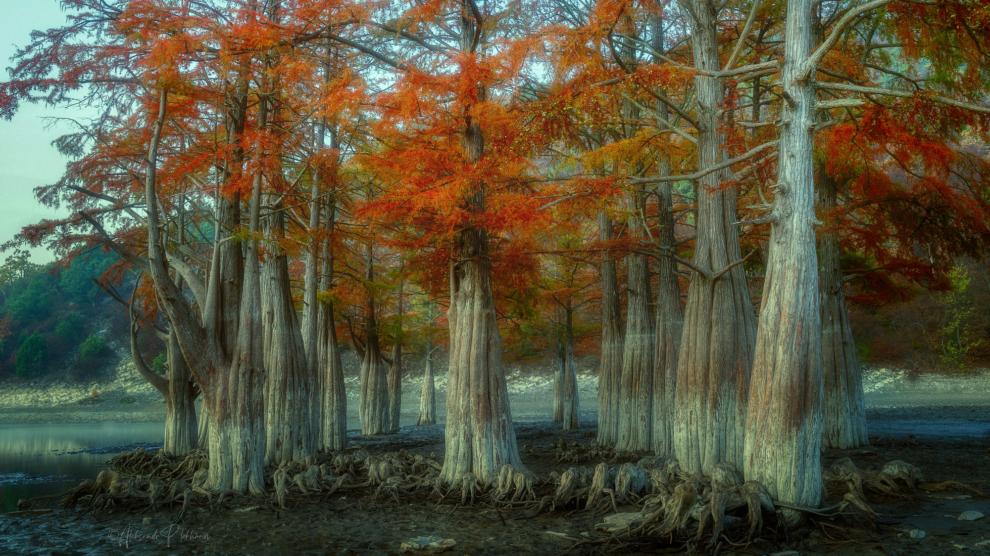 Болотные кипарисы