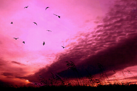 Поле Куликово.