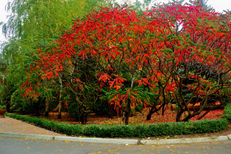 красное на зеленом