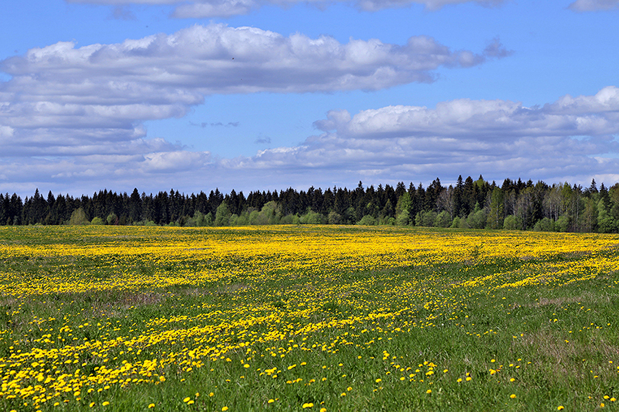 Русское поле