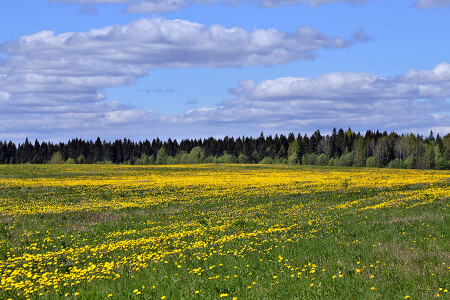Русское поле