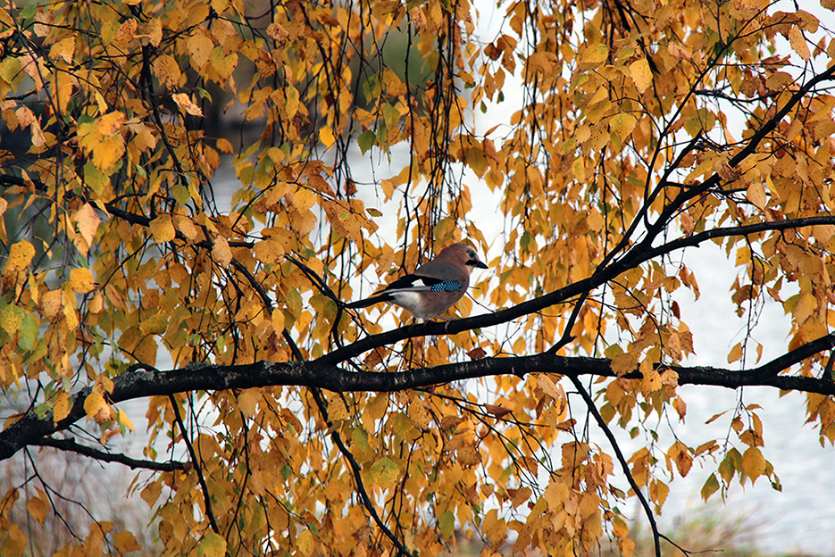 Сойка в убранстве осенней листвы