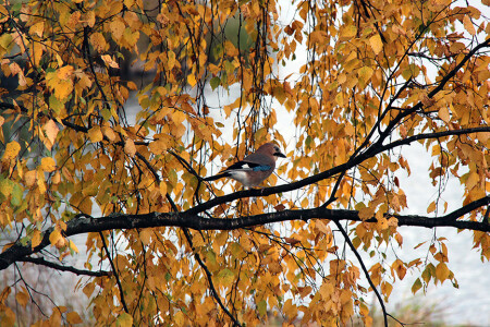 Сойка в убранстве осенней листвы