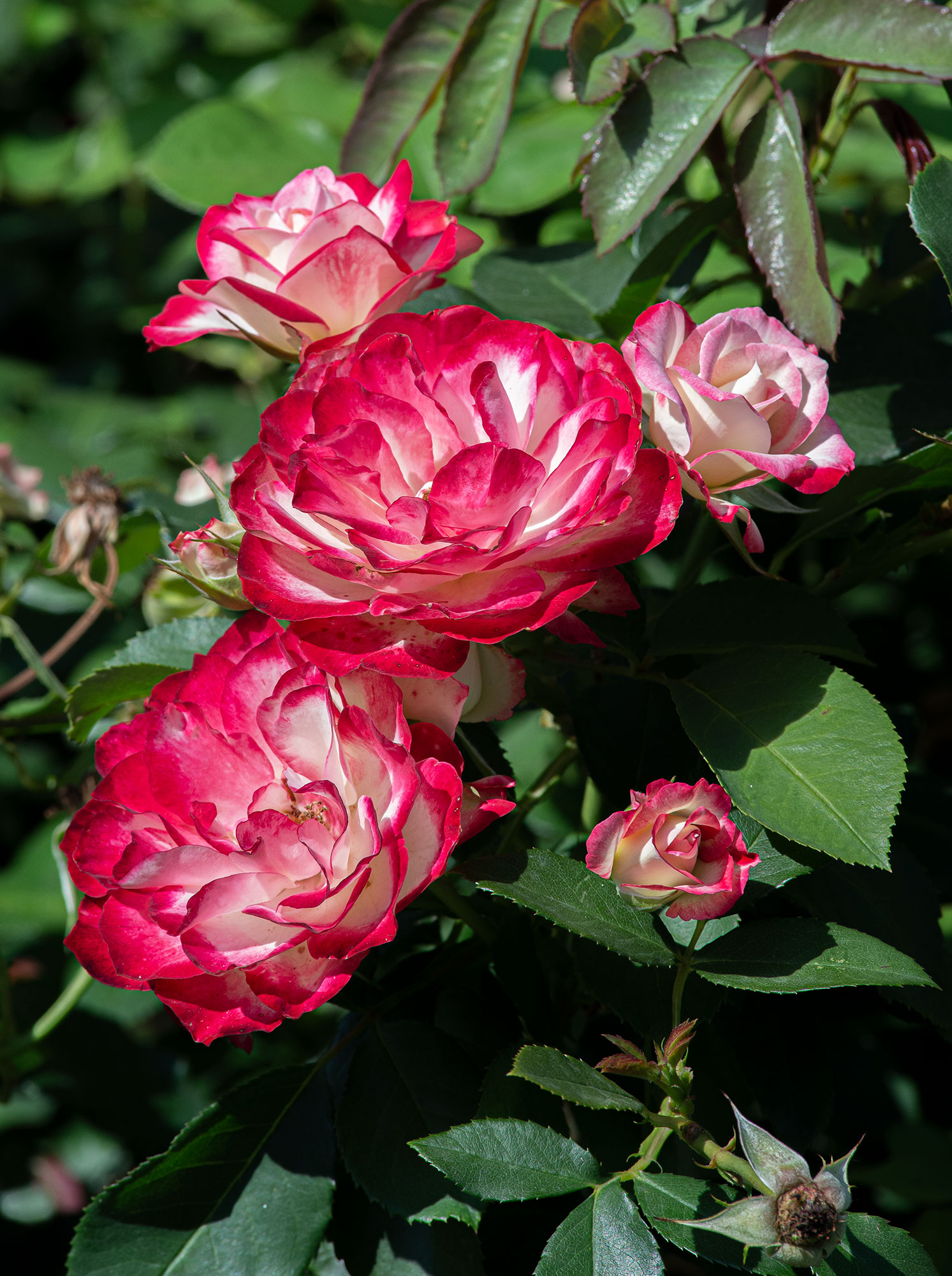 Самые красивые розы