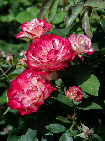 Самые красивые розы