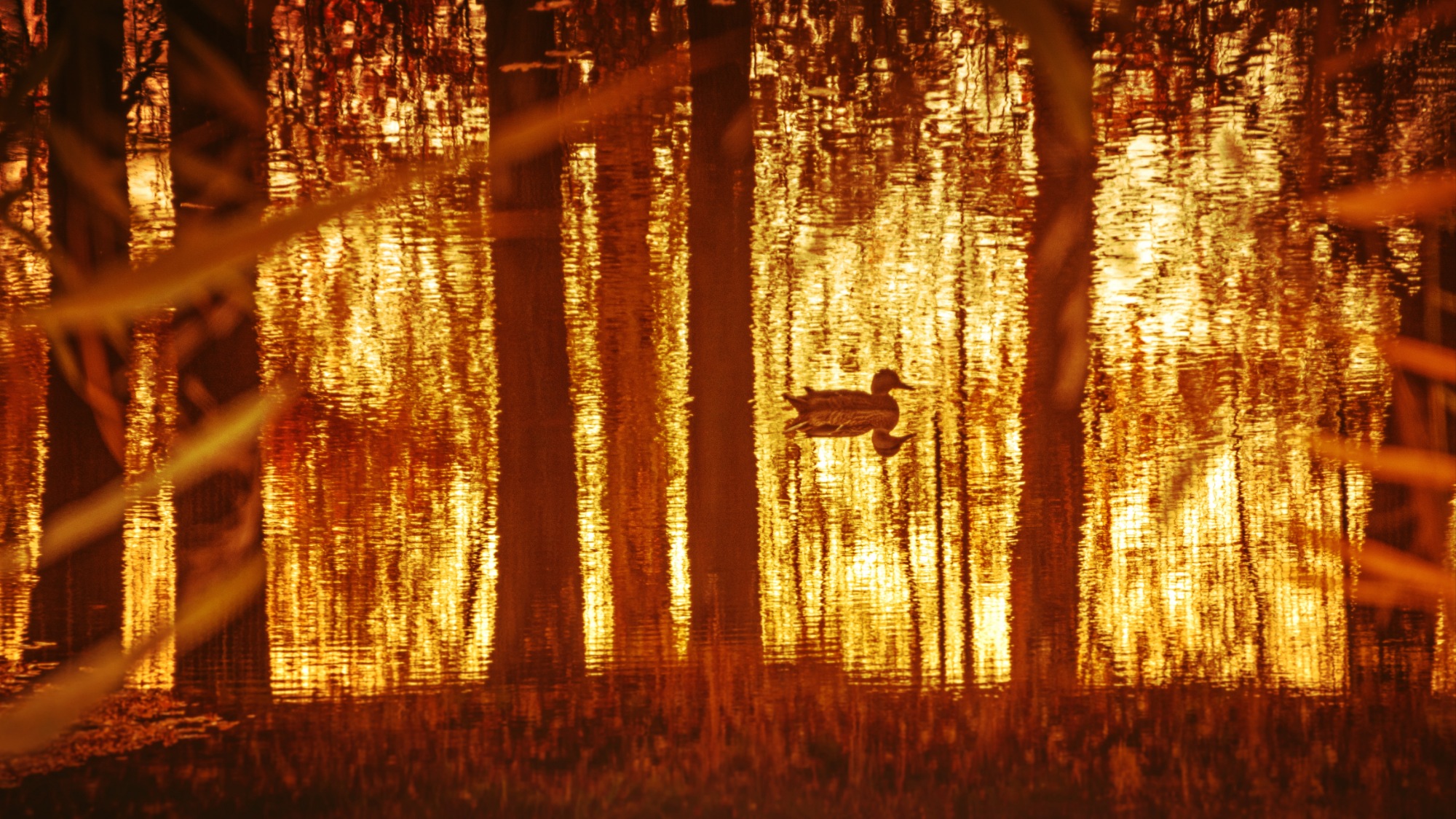 Осенний пруд