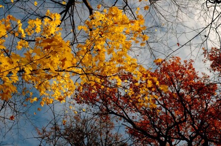 Последние краски осени.