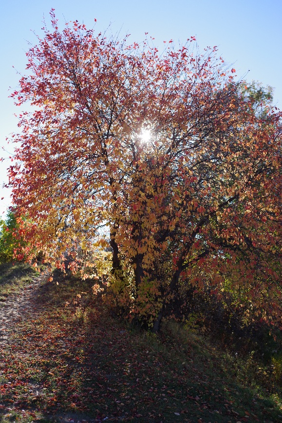 И снова осень