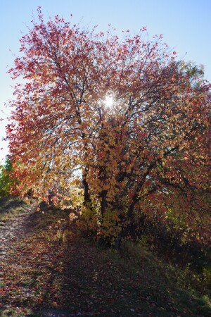 И снова осень