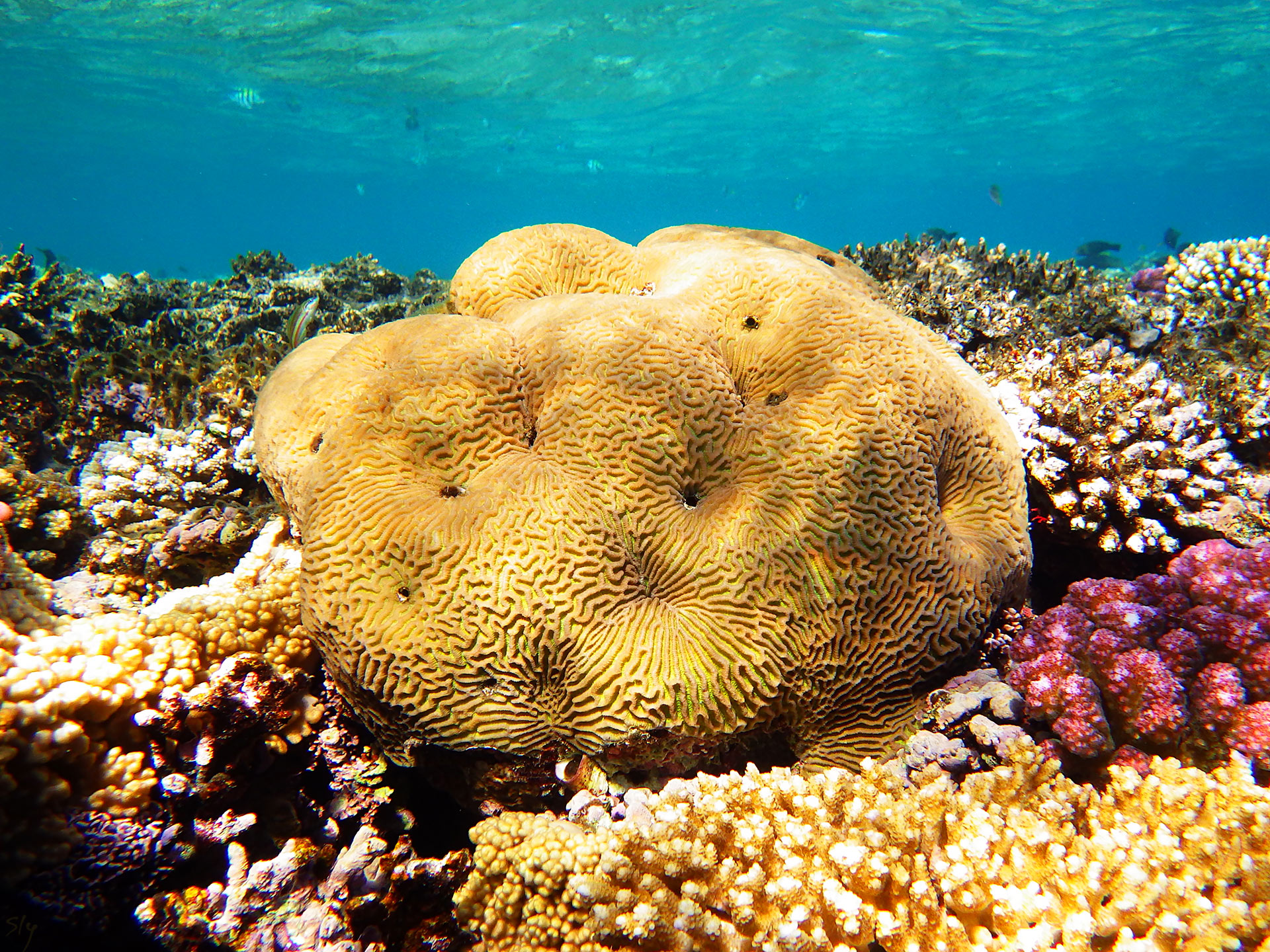 Мозговой коралл