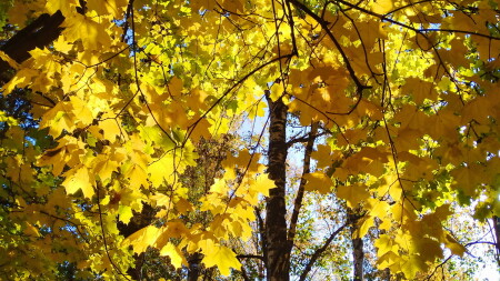 Клён мой не опавший...