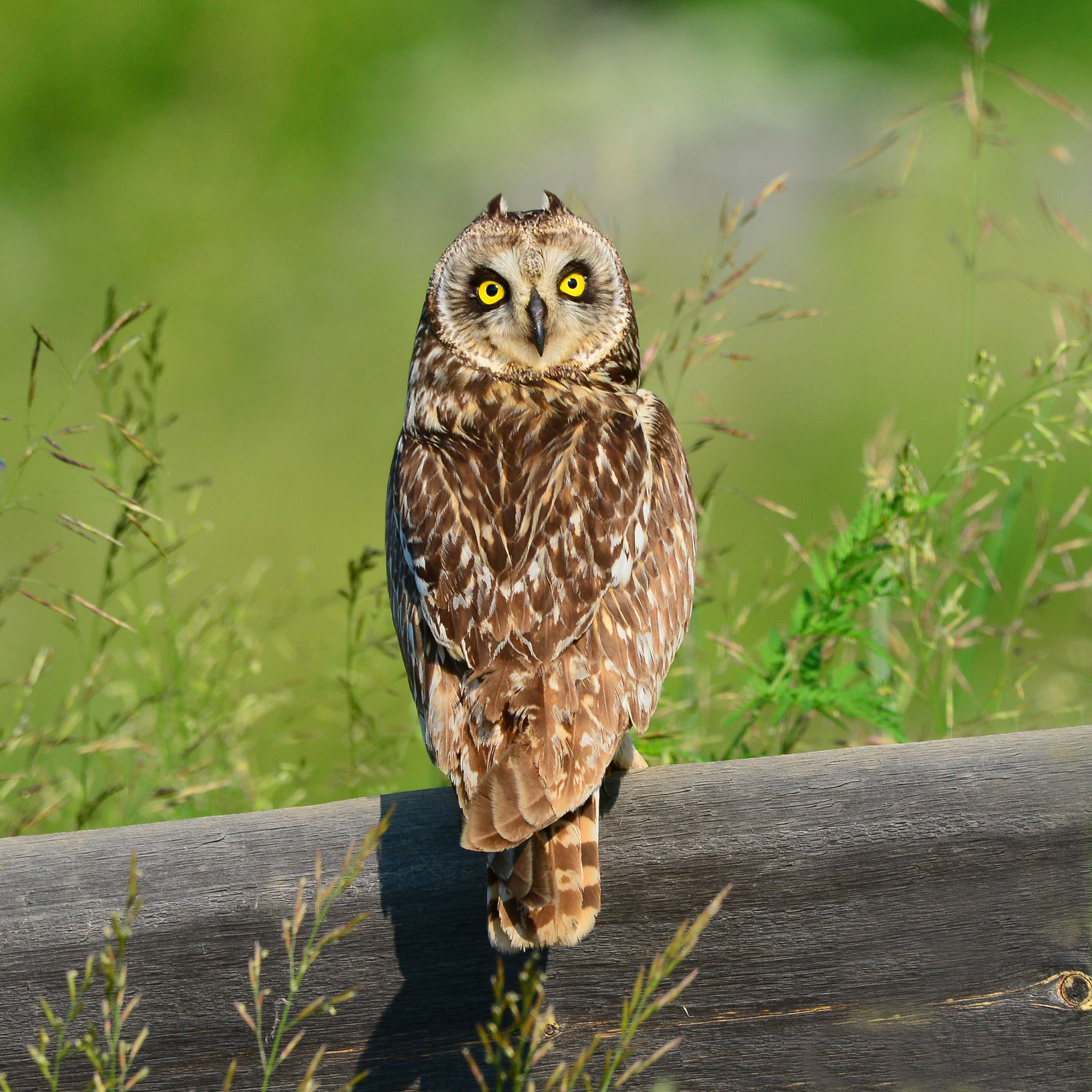 Ушки на макушке.