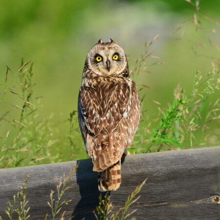 Ушки на макушке.