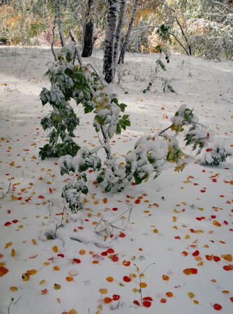 Первый снег.