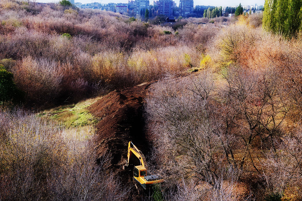 Сквозь заросли.