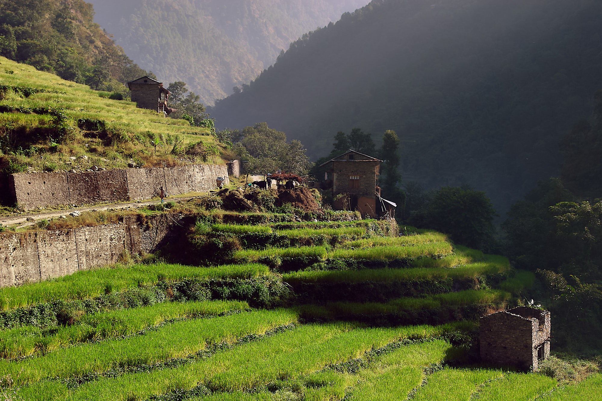 рисовые горы