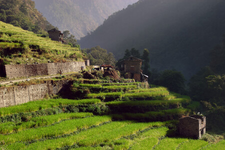 рисовые горы