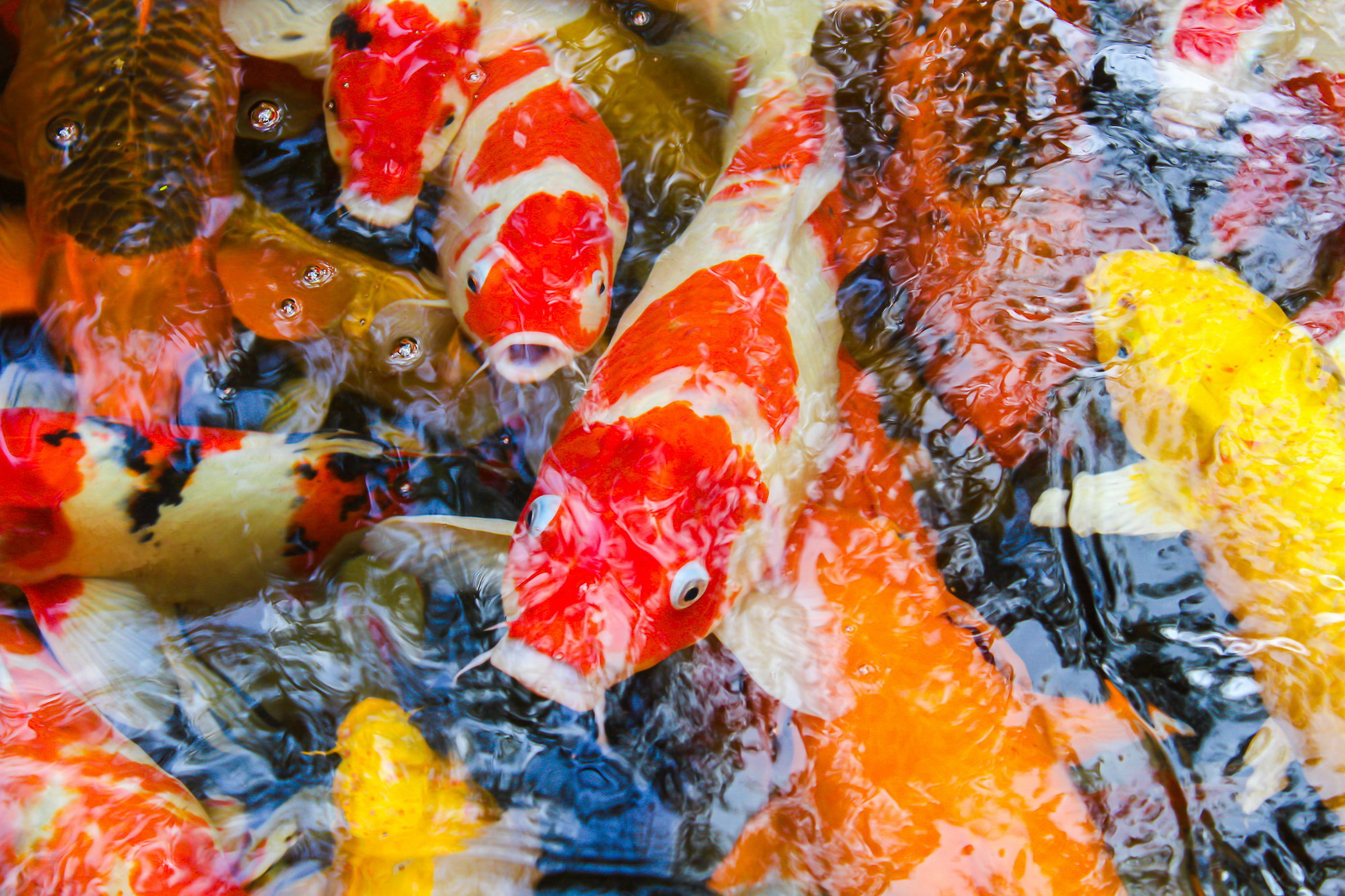 Разноцветные