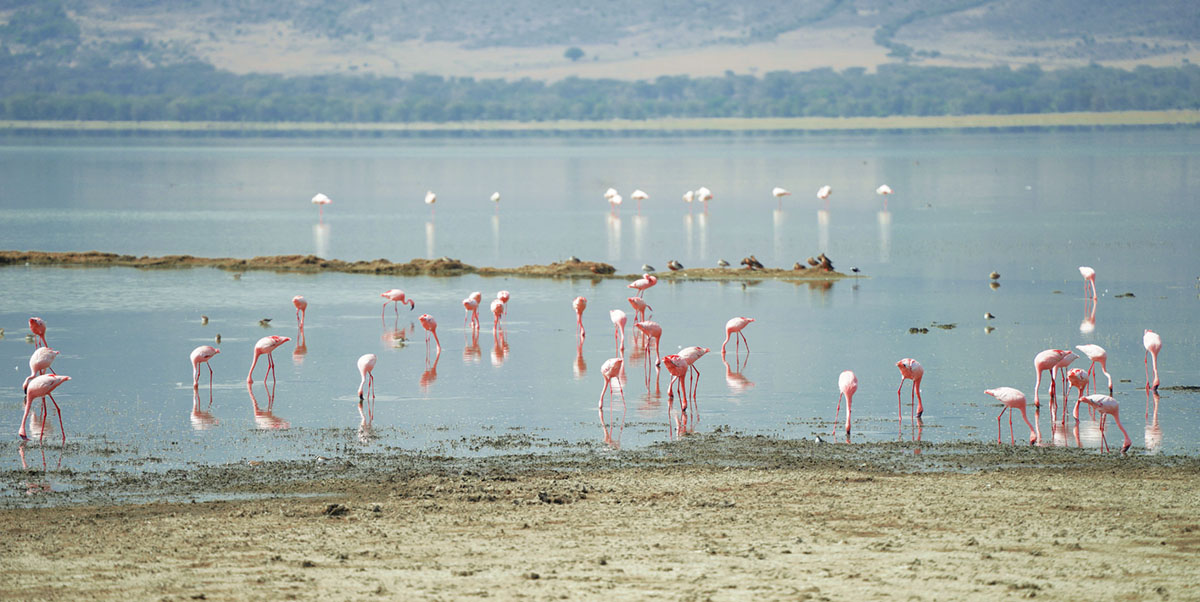 Фламинго в парке Нгоронгоро