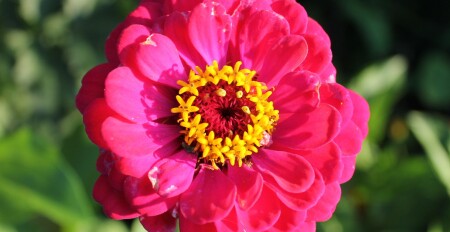 Алая цинния