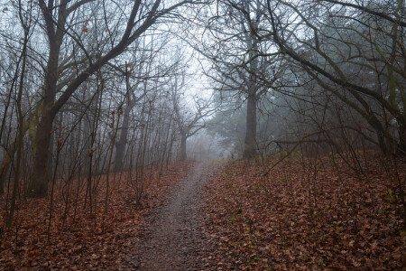 Тропа в тумане