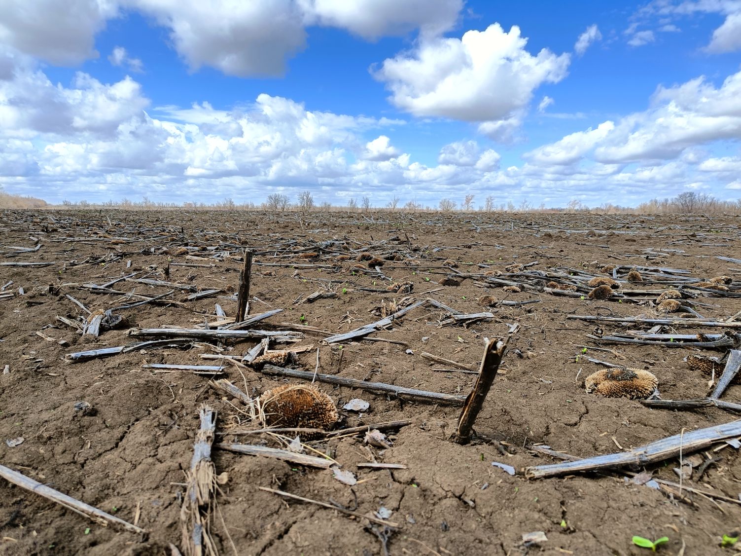 О поле, кто ж тебя...