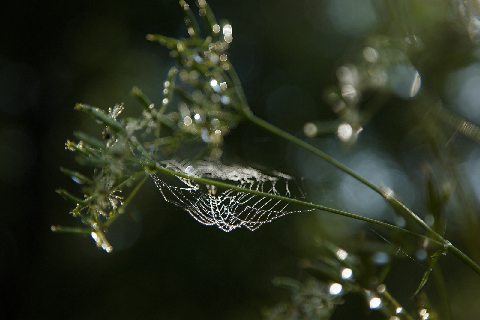 Утренние хрусталики