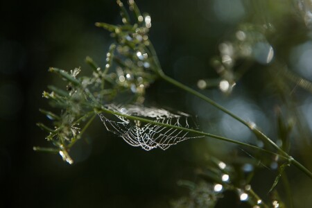 Утренние хрусталики