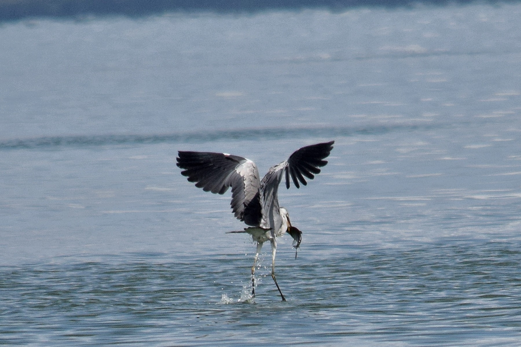 Цапля с рыбой