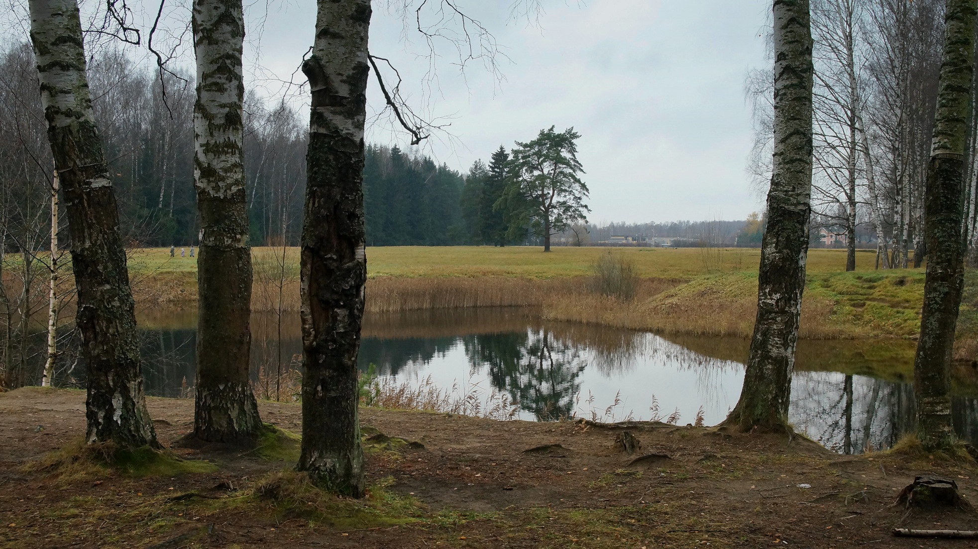 Окраина парка