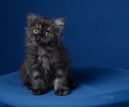 Домашний питомец.