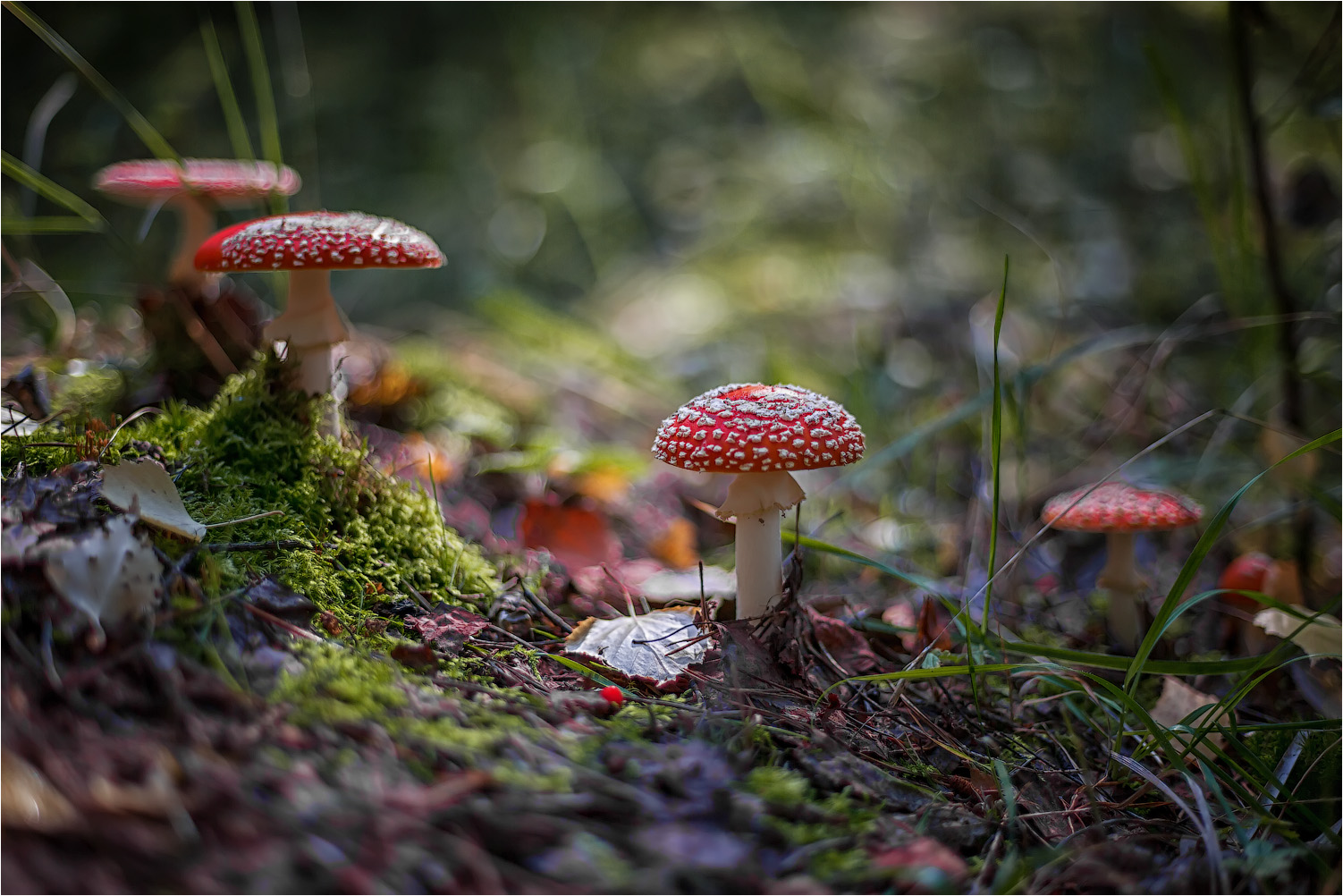 Мухоморчики