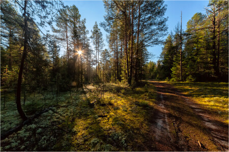 В осеннем лесу