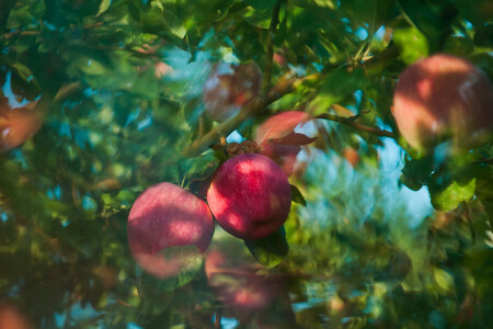 Яблочный калейдоскоп