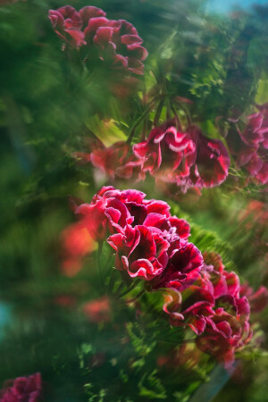 Цветочный калейдоскоп